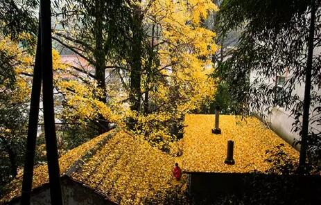 屋顶的枫叶